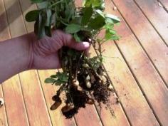 
                    
                        How To Grow Peanuts. Yes, You Can Grow That (even in Zone 5). This legume, relative to the common green bean, grows a bit differently. The plant itself is a bush type, producing pretty little self-fertile yellow flowers that bend down to the soil and send in a shoot that the peanut will grow on. #gardengrowingtips
                    
                