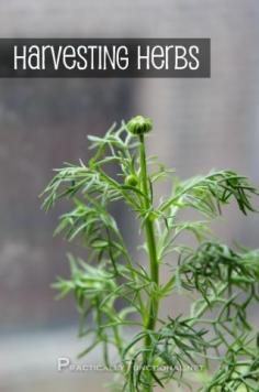 
                    
                        How To Harvest Herbs 101: A detailed guide on harvesting herbs
                    
                