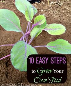 
                    
                        Thinking about a garden this year? Growing your own food is a great way to cut down on grocery costs and become more self-sustainable. But there can be a learning curve. Here are 10 Easy Steps to Grow Your Own Food to help you avoid many common mistakes. Read now to be reading for the growing season!
                    
                