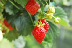 
                    
                        Why are some strawberry fruit sweet and what makes strawberries taste sour? Most causes of sour strawberries can be attributed to less than ideal growing conditions. Learn more about that here.
                    
                