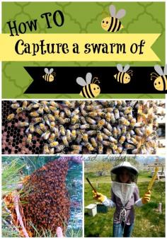 
                    
                        How to Capture a Swarm of Bees in your backyard l Homestead Lady
                    
                