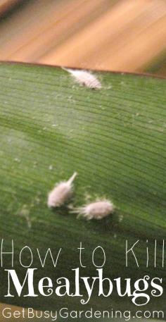 
                    
                        Do your houseplants have bugs? A mealybug infestation looks like cotton or white powder on the stems, leaf joints or along the veins of houseplant leaves (and they are my nemesis). Learn more about these nasty houseplant pests, and most importantly, How to Kill Mealy Bugs | GetBusyGardening.com
                    
                