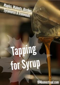 
                    
                        You can tap many types of trees for syrup. The list is quite long and includes all varieties of maples, most walnuts, several birches, as well as sycamores and ironwoods.
                    
                