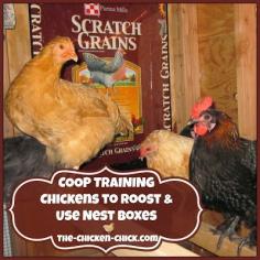 
                    
                        There is a way to teach chickens to roost inside the coop- I refer to it as Coop Training. Coop Training can be done chickens of any age but the younger, the better. It is far easier to teach good habits from the beginning than it is to try to break bad habits later. For this reason, I always Coop Train young and new flock members.
                    
                