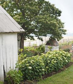 
                    
                        A hedge of 'Annabelle' hydrangeas encloses this herb garden. The small structure — painted white and ­covered with trellis panels — camouflages an unsightly well house.
                    
                