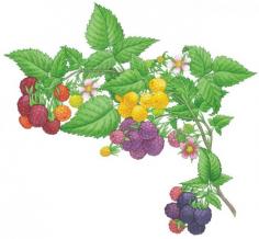 
                    
                        All About Growing Raspberries - Organic Gardening - MOTHER EARTH NEWS
                    
                