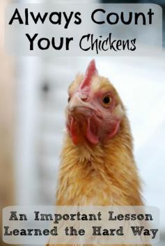 
                    
                        Always Count your Chickens: An important lesson learned the hard way
                    
                