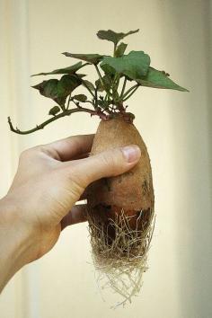 
                    
                        How To Root a Sweet Potato -- Fun to do with the kids!
                    
                