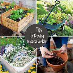 
                    
                        7 Tips for Container Gardening
                    
                