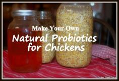 
                    
                        Learn to use lacto-fermentation to get the most nutritional benefits from the feed you feed your chickens. Ways to make natural probiotics for chickens
                    
                