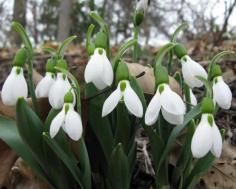 
                    
                        Galanthus elwesii
                    
                