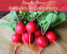 
                    
                        How to Grow Radishes in Containers. Super easy & mature in as little as three weeks!
                    
                