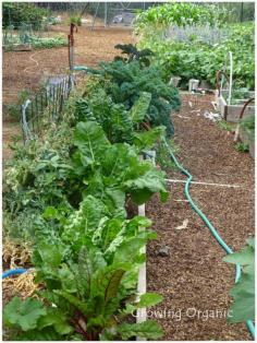 
                    
                        Growing Organic : Cool Season Crops - What to plant as direct seed in the garden and what to transplant or start indoors.
                    
                