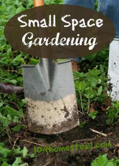 
                    
                        Discover ways to garden in small spaces. With a little creativity and ingenuity, you can provide for your family even in the smallest of small spaces.
                    
                