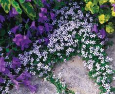 
                    
                        Pick the Perfect Purple | Fine Gardening
                    
                