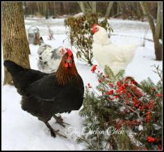 
                    
                        The average chicken does NOT NEED a sweater. I am first in line to encourage the proper care and keeping of pet chickens and can anthropomorphize my pets with the best of 'em, but the truth is, sweaters do not help backyard chickens and if I believed they did, I would use them and encourage their use.
                    
                