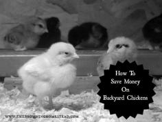 
                    
                        Well whomever said keeping your own chickens was going to be cheap and save you money, LIED. But the benefits of keeping chickens FAR outweigh the costs. Don’t get me wrong, a backyard chicken flock is about as good as it gets. You control what goes into your chickens crops, catch some free entertainment, get …
                    
                