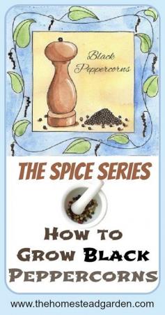 
                    
                        How to Grow Black Peppercorns
                    
                