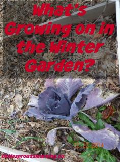 
                    
                        What's Growing on in the Winter Garden?
                    
                
