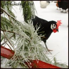 
                    
                        Black White Faced Spanish hen in the snow
                    
                