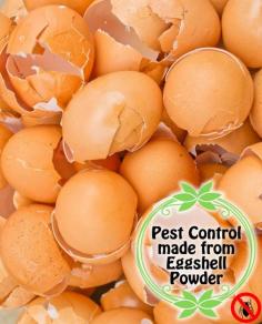 
                    
                        Pest Control Made from Eggshell Pouder
                    
                