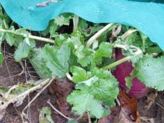 
                    
                        Foraging in the Garden for Vegetable Soup
                    
                