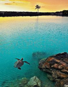 
                    
                        Kailua Kona, Hawaii
                    
                