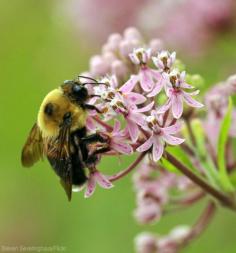 
                    
                        Want to attract more bees to do your pollination dirty work? Plant a variety of crops you both can enjoy.
                    
                