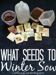 
                    
                        If you want to try winter sowing this year, but aren't sure what types of seeds to use... well, this post is for you! Here's how to figure out What Seeds To Winter Sow | GetBusyGardening.com
                    
                