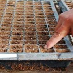 
                    
                        Seed-Starting Secrets of a Greenhouse Professional - Organic Gardening - MOTHER EARTH NEWS
                    
                