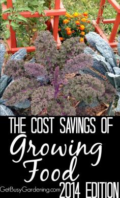 
                    
                        I get a lot of comments from readers telling me that one of the main things that keeps them from gardening is that it's too expensive. But think of it from this perspective... how much money could your garden SAVE you? Let me show you what I mean | GetBusyGardening.com
                    
                