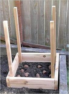 
                    
                        How To Grow 100 lbs Of Potatoes In 4 Square Feet | Health & Natural Living
                    
                