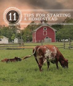 
                    
                        Homesteading tips and ideas, beginners guide to starting your own homestead. | pioneersettler.co...
                    
                