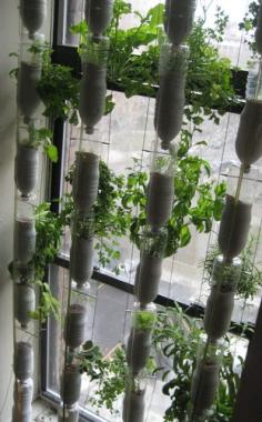 
                    
                        No balcony or garden? Try window farming. A vertical leafy vegetable and herb garden can be grown in an apartment with a sunny aspect.  I need to try this - just need some time.....
                    
                