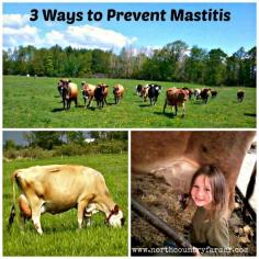 
                    
                        3 Ways To Prevent Mastitis
                    
                