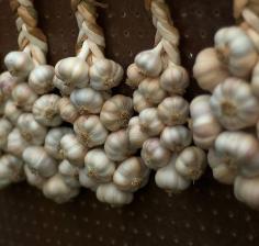 
                    
                        Planting Garlic in the Fall: What You Need to Know
                    
                