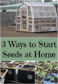 
                    
                        Create better variety and save money with these 3 ways to start seeds at home.
                    
                