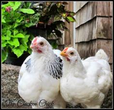 
                    
                        Light Sussex cockerel (left) Light Sussex pullet (rt)  via The Chicken Chick
                    
                