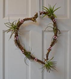 
                    
                        How to Use Invasive Vines to Create a Valentine's Day Vine Wreath with Tillandsia @Garden Delights
                    
                