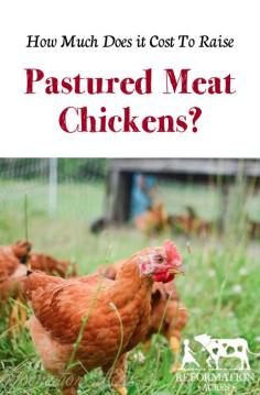 
                    
                        How Much Does it Cost to Raise Pastured Meat Chickens? www.reformationac...
                    
                