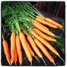 
                    
                        Carrot harvest, Green Island Farm
                    
                