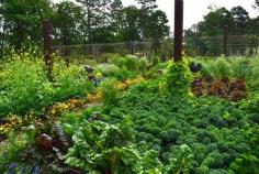 
                    
                        How to Design a Beautiful Edible Garden @ Garden Delights.
                    
                