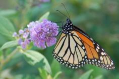 
                    
                        18 Plants That Attract Butterflies: A Regional Guide. Plants that attract butterflies and bees are not only helpful to the ecosystem, they’re also quite beautiful to look at! If you’ve always wanted to start a butterfly garden, but weren’t sure about the best way to support your local species, this guide is for you. #gardening #butterflies
                    
                