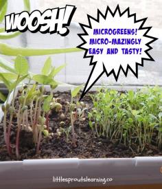 
                    
                        GROWING YOUR OWN DELICIOUS MICROGREENS!
                    
                
