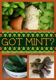 
                    
                        What to do with mint l Homestead Lady
                    
                