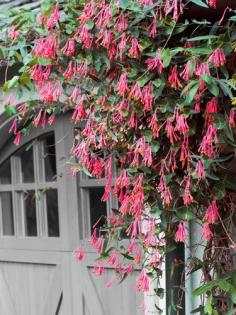 
                    
                        Plant one of these climbers in April, and it could reach heights of 10, 20, even 30 feet by summer's end.
                    
                