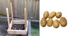 
                    
                        How to Grow 100 Pounds of Potatoes in 4 Square Feet
                    
                
