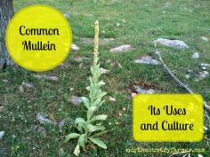 
                    
                        Common Mullein,  It's Uses & Culture
                    
                