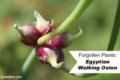 
                    
                        Forgotten Plants: Egyptian Walking Onion | Forgotten Plants: once prolific in the kitchen gardens of our ancestors, but now so rare that the average person might never have even heard of them. Many of these deserve to find space in our gardens again! This is the third post in the series: Egyptian Walking Onions. How can you not love a plant with such an interesting name? | TraditionalCookin...
                    
                