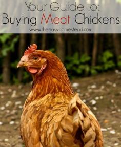 
                    
                        Your Guide to Buying Meat Chickens |The Easy Homestead (.com)
                    
                
